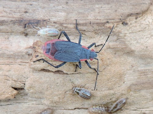 Red-shouldered Bug photo 6