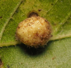 Philonix fulvicollis