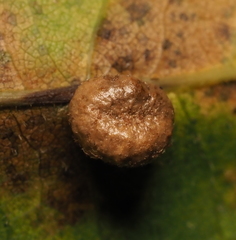 Philonix fulvicollis