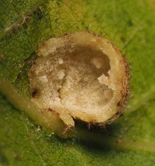 Philonix fulvicollis