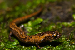 Parvimolge townsendi