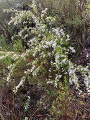Crowea angustifolia