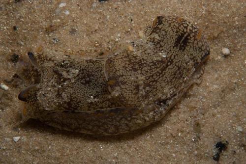 Philinopsis capensis