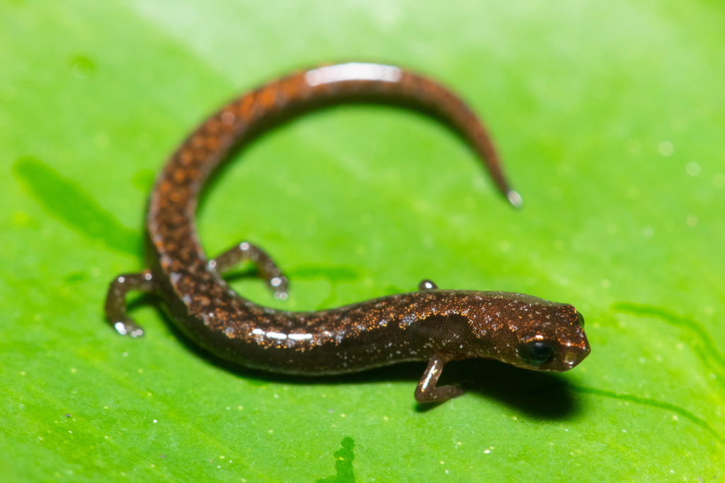 Veracruz Pigmy Salamander