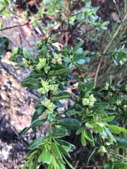 Dodonaea ceratocarpa