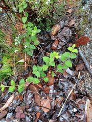 Tremandra stelligera