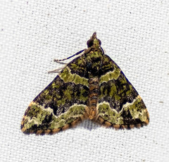 Apithecia viridata