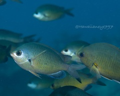 Chromis ovalis