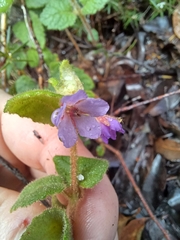 Tremandra stelligera