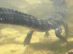 Alligator sinensis