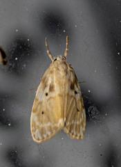 Schistophleps bipuncta