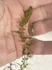 Utricularia geminiscapa