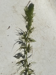 Utricularia geminiscapa
