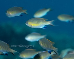 Pycnochromis vanderbilti