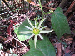 Passiflora herbertiana herbertiana