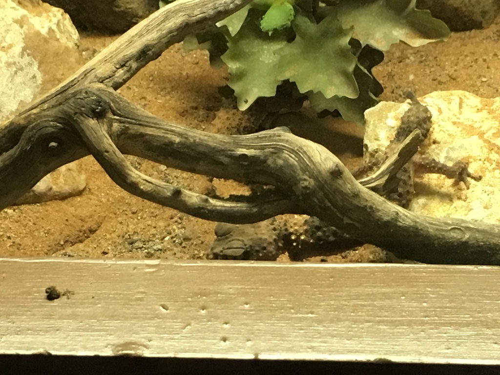 Banded Knob-tail