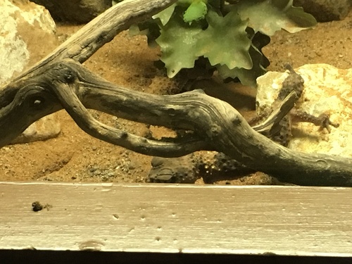 Banded Knob-tail