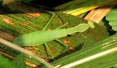 Polyspilota