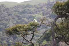 Cacatua galerita galerita