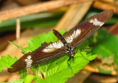 Acraea esebria