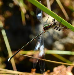 Chlorolestes tessellatus