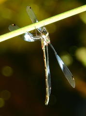 Chlorolestes tessellatus