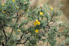 Adesmia miraflorensis