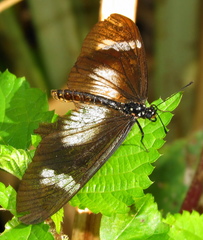 Acraea esebria