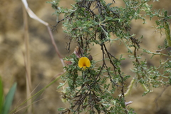 Adesmia miraflorensis