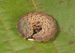 Lagium atroviolaceum