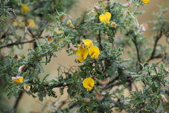 Adesmia miraflorensis