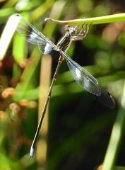 Chlorolestes tessellatus