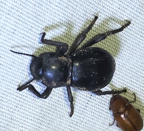Asbolus laevis photo 4