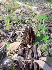 Morchella australiana