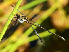 Chlorolestes tessellatus