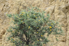 Adesmia miraflorensis