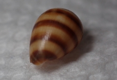 Melampus olivaceus