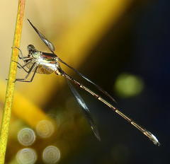 Chlorolestes tessellatus