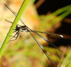 Chlorolestes tessellatus