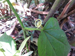 Passiflora herbertiana herbertiana