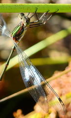 Chlorolestes tessellatus