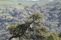 Cacatua galerita galerita