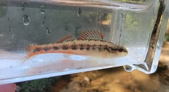Etheostoma pyrrhogaster