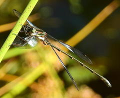 Chlorolestes tessellatus