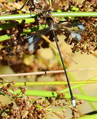Chlorolestes tessellatus