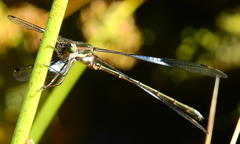 Chlorolestes tessellatus