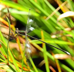 Chlorolestes tessellatus