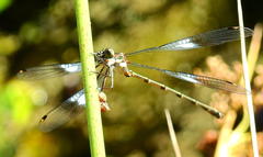 Chlorolestes tessellatus