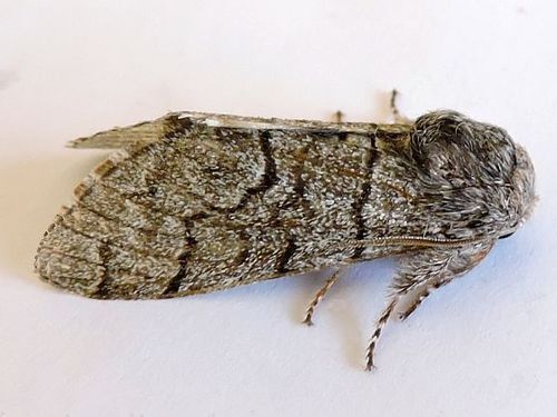 Giant Panthea Moth photo 2