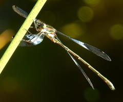 Chlorolestes tessellatus